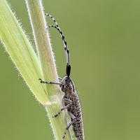 Longhorn Beetle - Agapanthea villosoviridescens 2 
